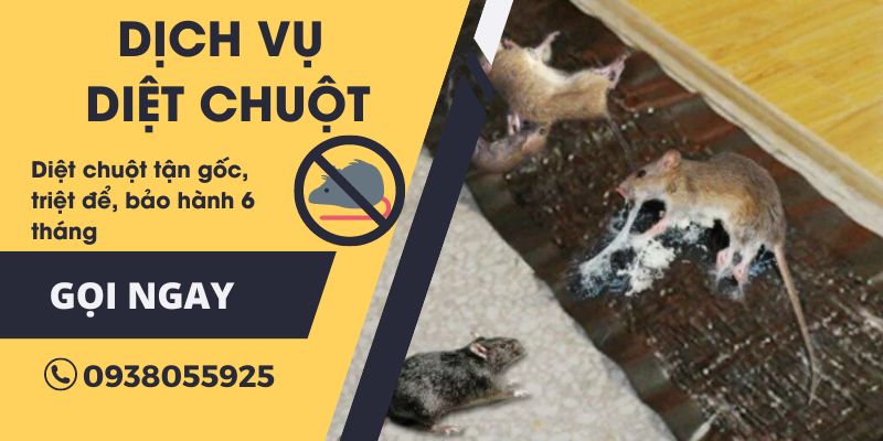 Diệt chuột bằng keo dính chuột