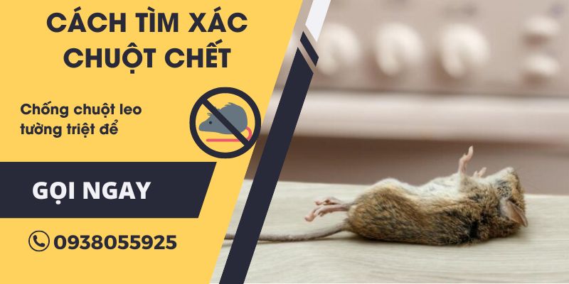 Hướng dẫn cách tìm xác chuột chết