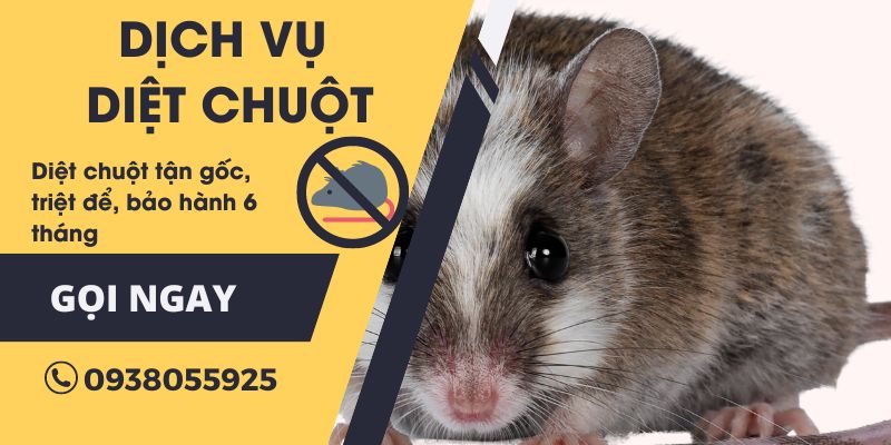 Dịch vụ diệt chuột Đà Nẵng