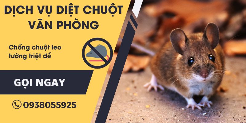 Dịch vụ diệt chuột văn phòng