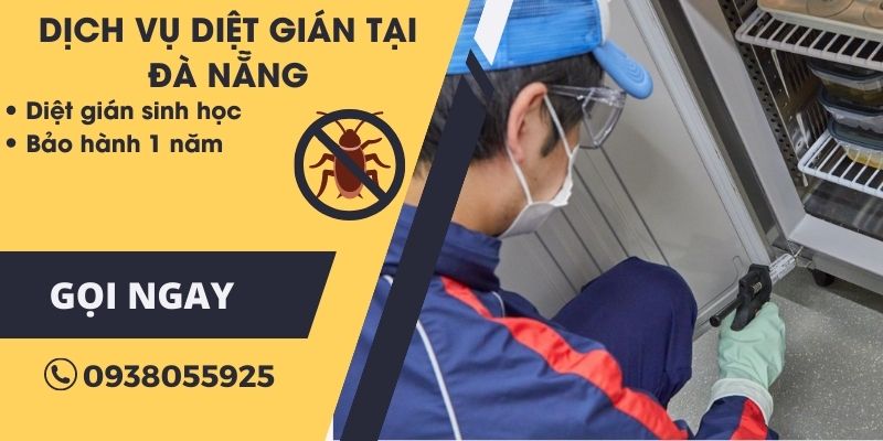 Sử dụng bã mồi gián sinh học để diệt gián tận gốc