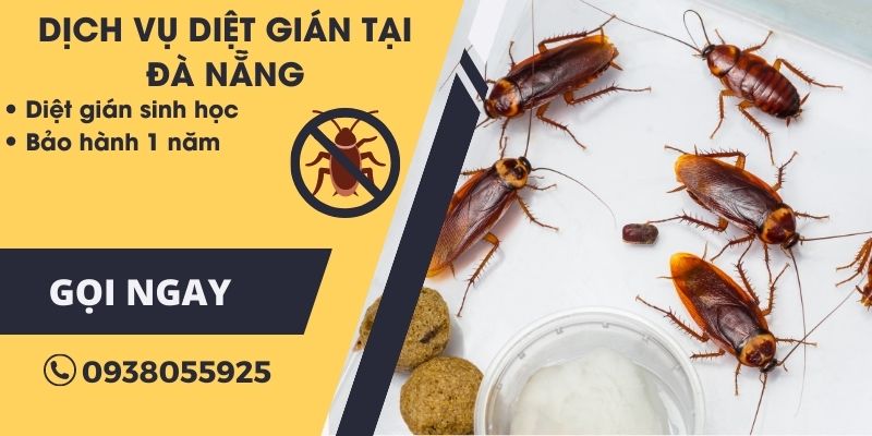 Dịch vụ diệt gián tại Đà Nẵng