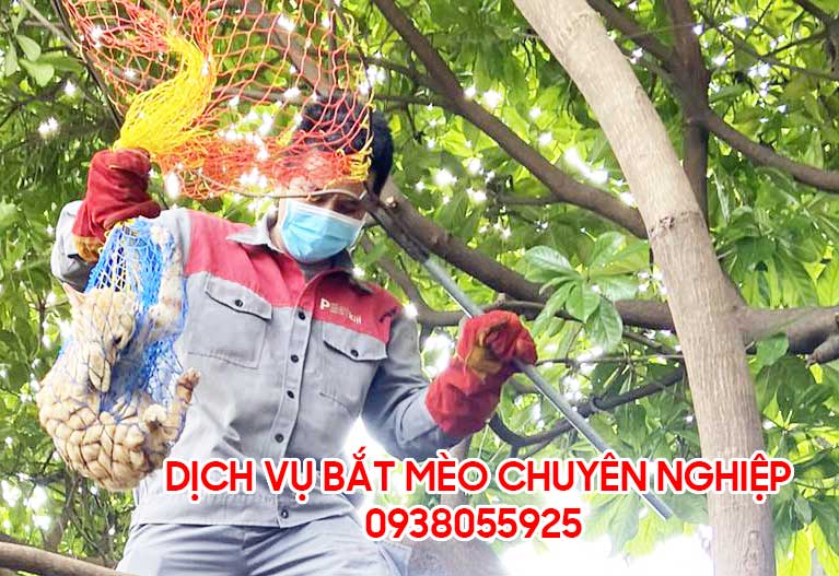 Dịch vụ bắt mèo hoang có bảo hành tại Đà Nẵng