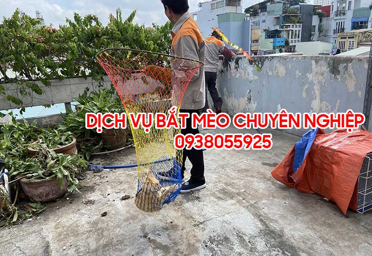 Dịch vụ bắt mèo, di chuyển mèo, đuổi mèo